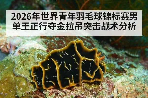 2026年世界青年羽毛球锦标赛男单王正行夺金拉吊突击战术分析